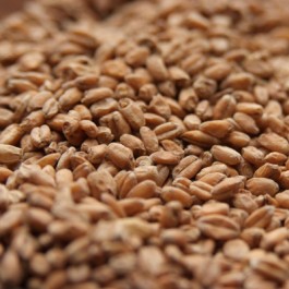 Wheat Red - Click Image to Close